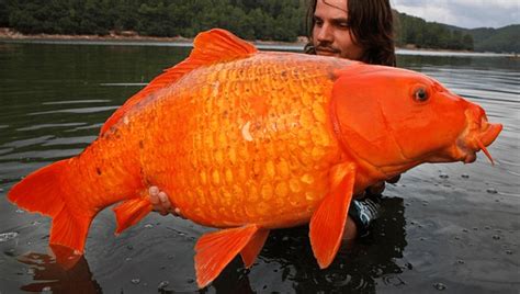 Giant Goldfish Hybrid As Heavy As A 10-Year-Old Is A Reminder Not To ...