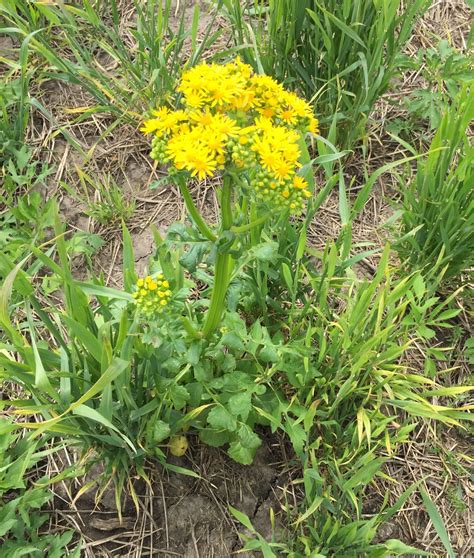 Cressleaf Groundsel (Packera glabella) | Purdue University Pest&Crop ...