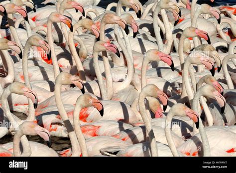 Flock of greater flamingos hi-res stock photography and images - Alamy