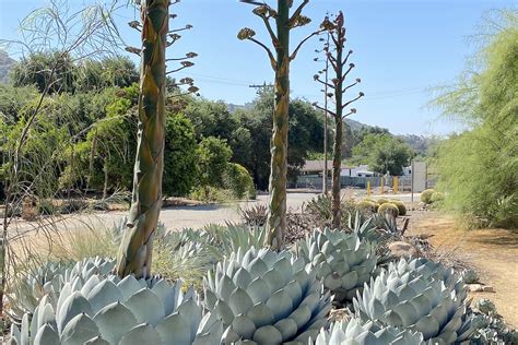 Agave Flower Stalk | Best Flower Site