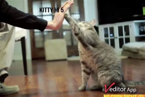 School Sing-A-Long ‘Kitty High Five’ Will Claw At The Inside Of Your Head For Days [VIDEO]