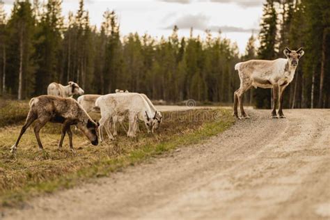 Reindeer in Their Natural Habitat Stock Photo - Image of mammal ...