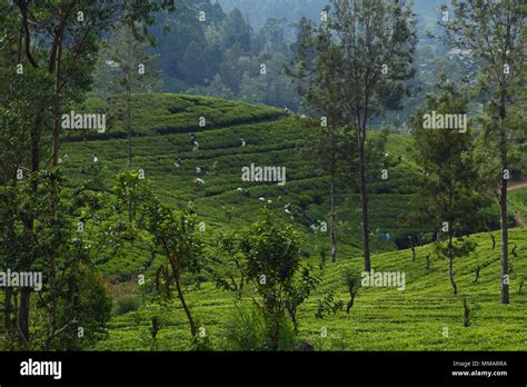 Ceylon tea plantations Stock Photo - Alamy