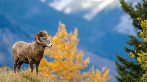 Are bighorn sheep dangerous? | Advnture