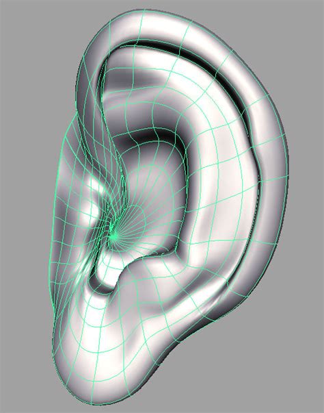 human ear 3d model