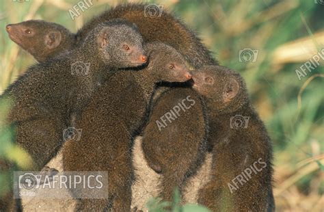 AFRIPICS - Dwarf mongoose family huddled up on an anthill