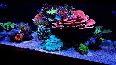 Saltwater Aquarium Coral Types To Keep In Reef Tank » 2024