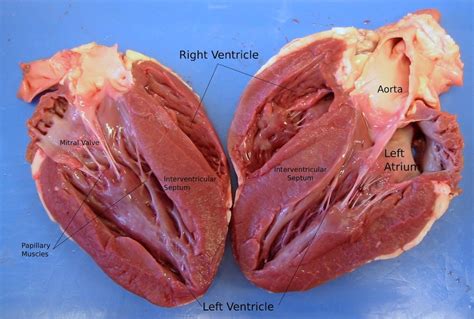 Dissecting Organs from the Deli | Lyncean Education