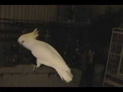 Snowball (TM) - Our Dancing Cockatoo | Snowball the Cockatoo | Know ...