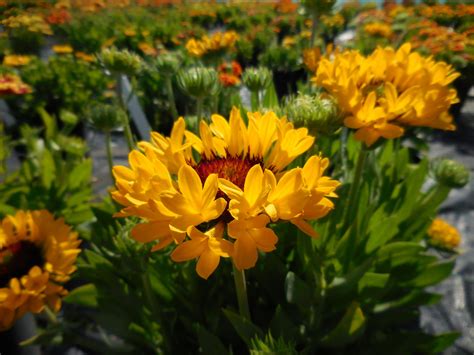 Gaillardia x grandiflora 'Fanfare Citronella' | Proctors Nursery