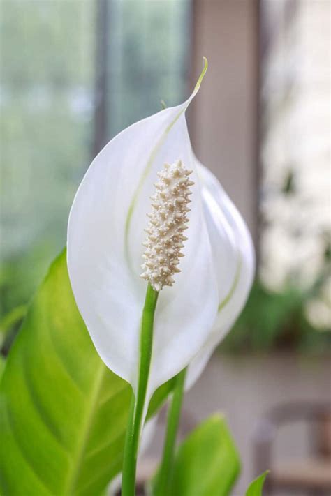 Peace Lily Care: How to Care for this Blooming Houseplant