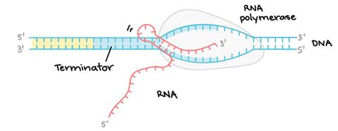 Mrna Transcription Diagram