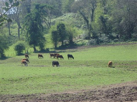 Cattle feeding at the site of a Medieval... © Ruth Sharville :: Geograph Britain and Ireland