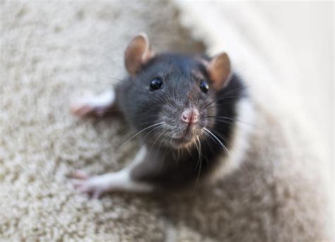 What is Rat Boggling? | PetMD