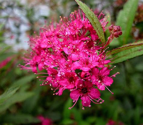 Pink Spirea Flowers Photograph by MTBobbins Photography - Fine Art America