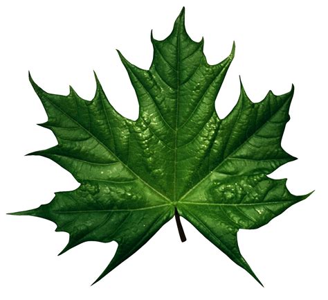 Green leaves transparent image | Folhas de plantas, Plantas, Cactos e suculentas