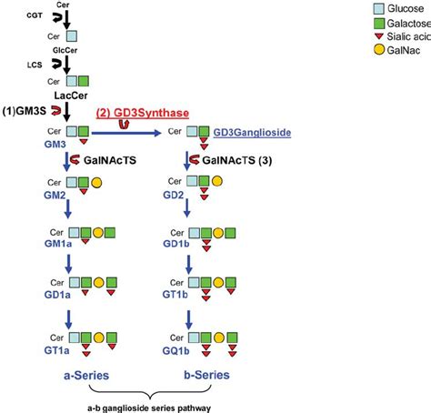 Partial ganglioside biosynthesis pathway scheme . The three key... | Download Scientific Diagram