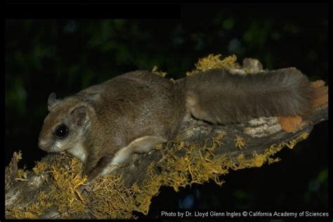 Glaucomys sabrinus fuscus: Virginia Northern Flying Squirrel (Glaucomys ...