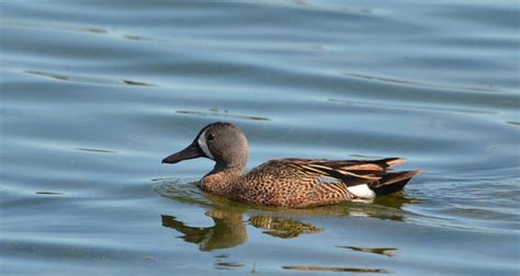 Bird Lore: Blue-winged Teal - My Edmonds News