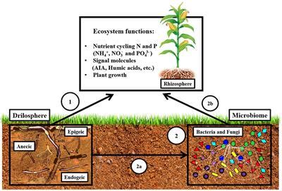 Earthworms In Soil