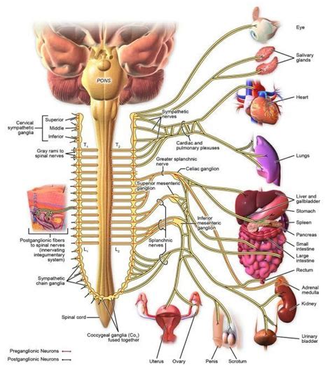 Sympathetic Nervous System: Definition, Function & Examples | Biology | Nervous system, Nervous ...