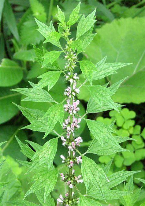 Famous herbalists teach how and why to use motherwort - A Magical Life