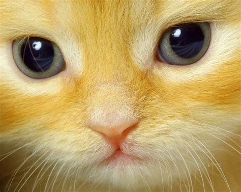 156576_641299472600067_1516766074_n.jpg (736×586) | Ojos de gato, Loca de los gatos, Amo a los gatos