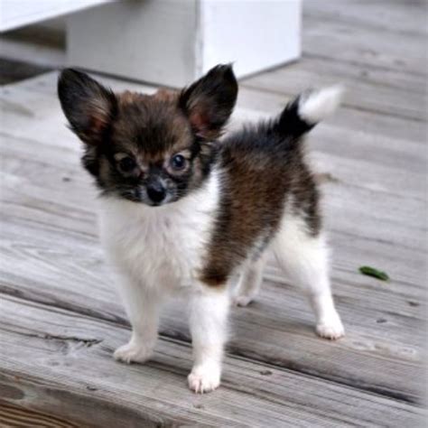 Pomeranian Chihuahua Papillon Mix - Pets Lovers