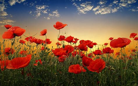 🔥 Download Poppy Flower Desktop Wallpaper HD by @kennethhuff | Poppies Wallpapers, Wallpapers ...