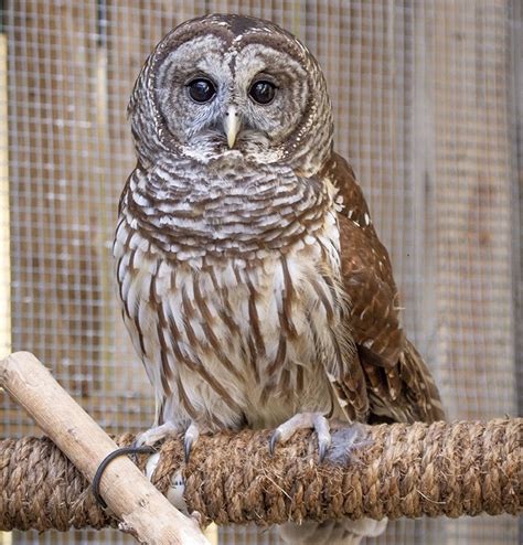 Barred Owl – Facts, Size, Sounds, Habitat, Pictures