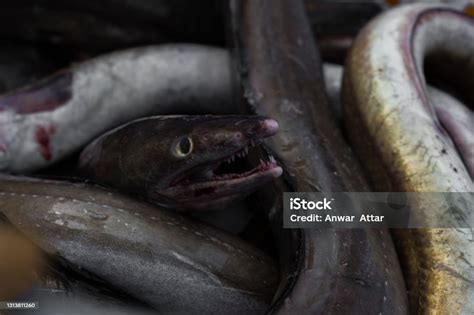 Close Up Shot Of Daggertooth Pike Conger Fish With Shallow Depth Of ...