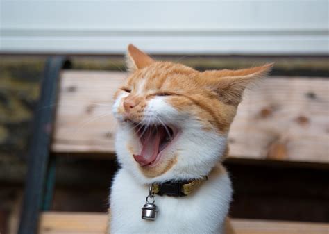 Smiling Cat Free Stock Photo - Public Domain Pictures
