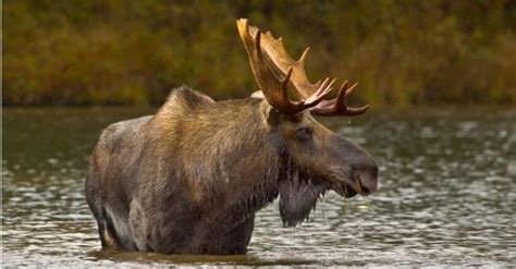 Caribou vs Moose: What Are the Differences? - A-Z Animals