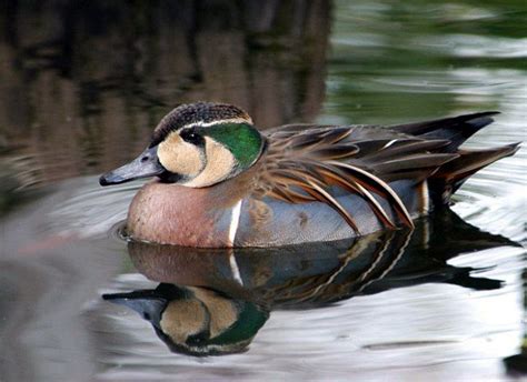 Baikal Teal male | Birds, Formosa, Teal duck