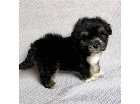 Teacup Maltese yorkie mixed morkie hypoallergenic puppies Los Angeles ...