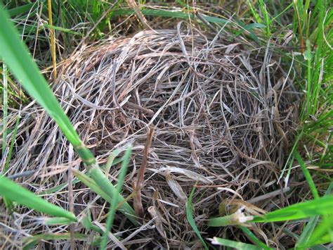 Blue Jay Barrens: Vole Nest