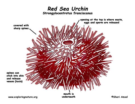 Sea Urchin Test Labeled