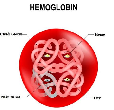 Hemoglobin là gì? Những điều cần biết về xét nghiêm Hemoglobin