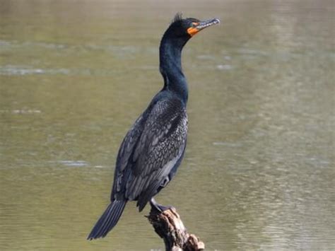 Phalacrocoracidae Browse by Family, All About Birds, Cornell Lab of ...