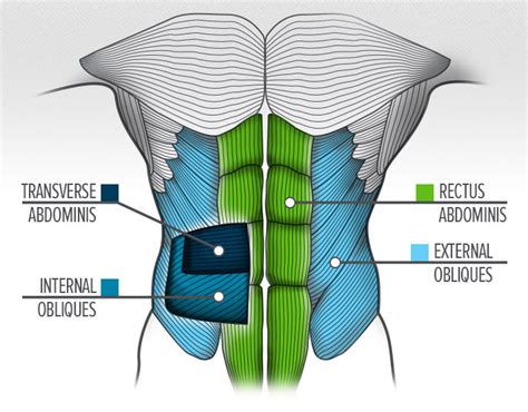 Core strength ≠ Visible toned abs