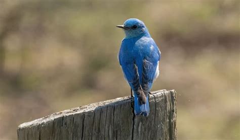 What Is the State Bird of Idaho? All About Mountain Bluebird