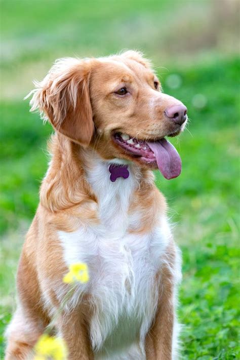 Beautiful Brown Breton Dog In A Meadow Stock Image - Image of brown ...