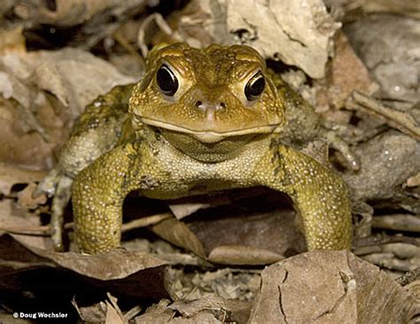 Toad Life Cycle by Doug Wechsler