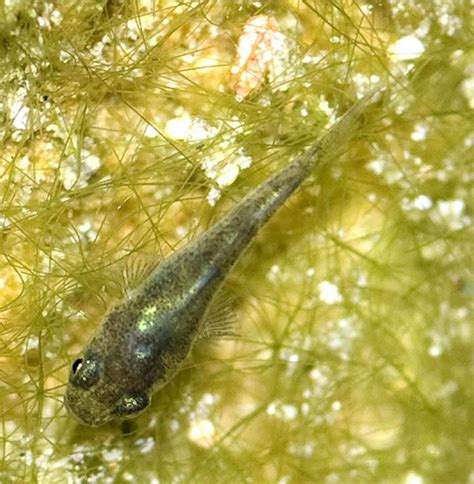 Devils Hole Pupfish (Cyprinodon diabolis): Will Endangered Resilient Prehistoric Species Survive?