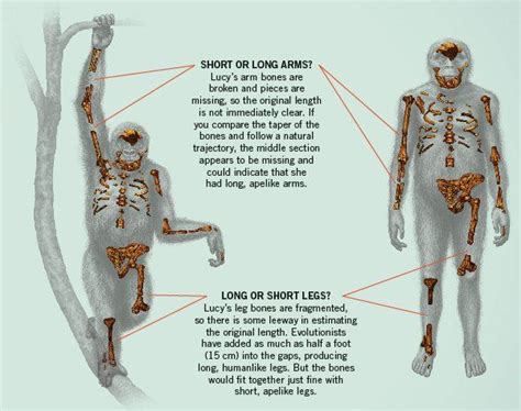 Bringing Lucy to Life | Answers in Genesis | Evolution, Life, Bring it on