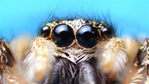 jumping spiders eyes by stmb3224 on DeviantArt