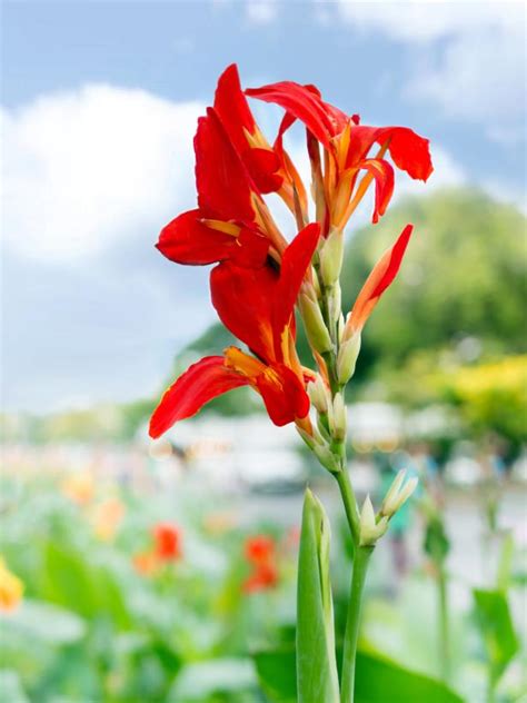 Bright, Beautiful Flowers for a Colorful Garden | HGTV