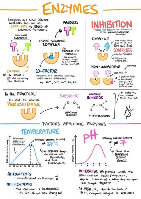 Explore Biochemistry Notes and Enzymes Biology