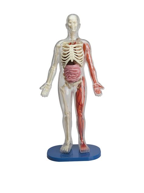 Buy SmartLab Toys Squishy Human Body with 21 Removable Body Parts with Anatomy Book Online at ...