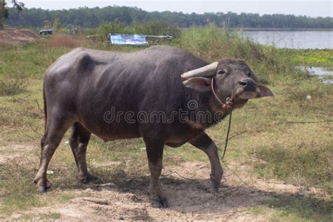 Friendly Buffalo Eating from a Cup at the Zoo Stock Photo - Image of eating, head: 111507662